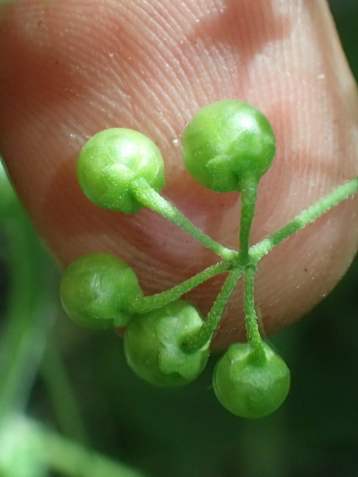 High Resolution Solanum nigrum Fruit